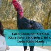 Cách Chăm Sóc Gà Chọi Khoa Học: Từ A Đến Z Để Gà Luôn Khỏe Mạnh