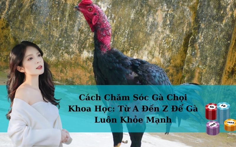 Cách Chăm Sóc Gà Chọi Khoa Học: Từ A Đến Z Để Gà Luôn Khỏe Mạnh