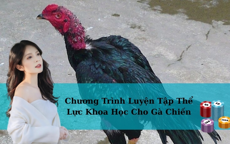 Chương Trình Luyện Tập Thể Lực Khoa Học Cho Gà Chiến
